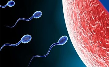 Spermbots Now To Kill Cancer Cells